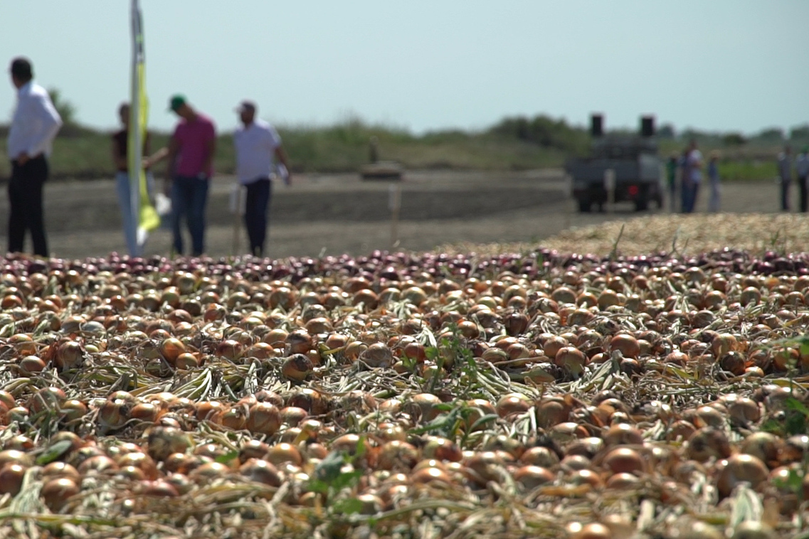 Описание изображения