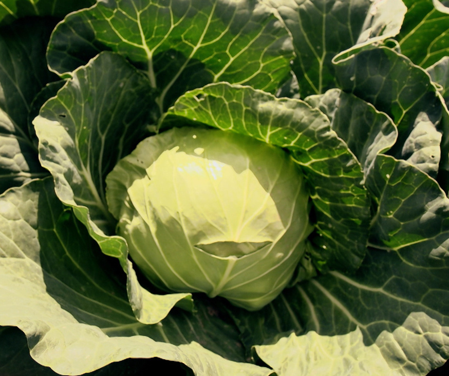 Капуста белокочанная 
