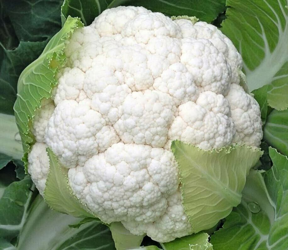Цветная капуста 