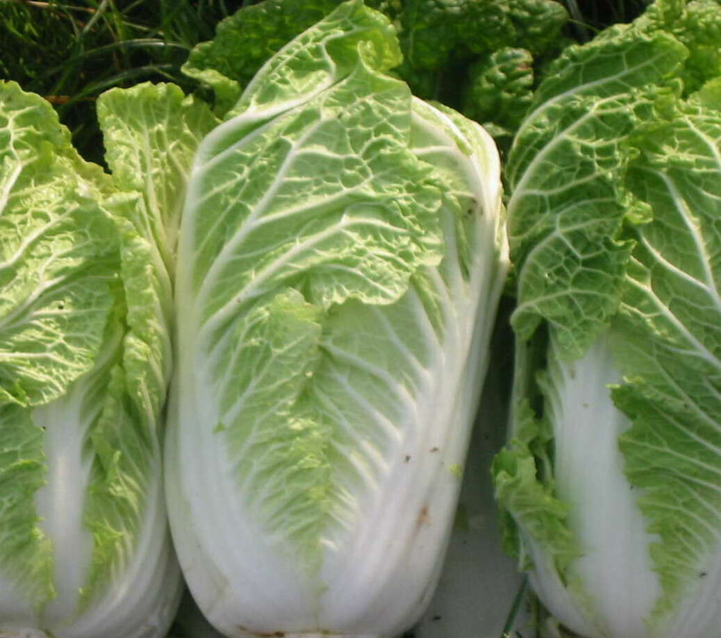 Капуста пекинская 